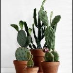 cactus plantes tecnocampus