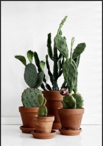 cactus plantes tecnocampus