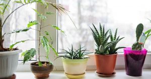 l'esdevenimnet "Plantes Tecnocampus"